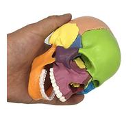 Anatomical Human Skull - Mini Skull Model Colored Detachable 15 Parts Science Models Specimen Medical Educational Teaching Tool Toy