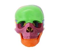 Anatomical Human Skull Model 1: 2 Scale Skeleton Head Anatomy Model for Clinical Training Demonstration Anatomy Study Teaching Skull