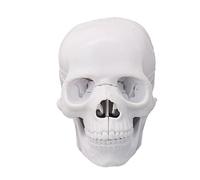 Anatomical Human Skull Model 1: 2 Scale Skeleton Head Anatomy Model for Clinical Training Demonstration Anatomy Study Teaching Skull