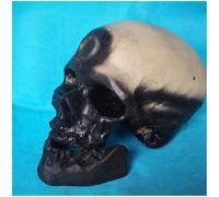 Anatomical Human Skull Model - Skull Model - for Learning and Teaching Medical Teaching Model