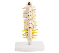 Anatomical Human Spine Model Lumbar Spine Anatomy Model Consists of 5 Lumbar Vertebrae with Intervertebral Discs (Color : Large) (Color : L) (S)