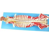 Anatomical Human Spine Model, Showing Structures Brain and Cerebellar Nerves Spinal Nerves, Vertebral Column Anatomical Model for Medical Learning Researching Display.