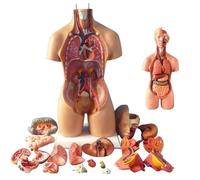 Anatomical Human Torso Body Model, Internal Organs Trunk Medical Study Class Students, 28cm - Educational Teaching Aid for Anatomy Students.55cm