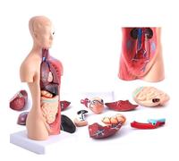 Anatomical Human Torso Body Model, Internal Organs Trunk Medical Study Class Students, 28cm - Educational Teaching Aid f