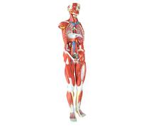 Anatomical Human Torso Model, 27-Part, 1/2 Life Size, Educational Teaching Tool for Learning & Anatomy Studies