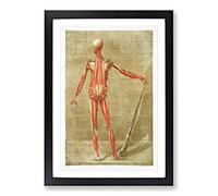 Anatomical Illustration of a Male No. 7 by Gautier-Dagoty Framed Print | A2 Black Framed Wall Art | Ready to Hang | Modern Nature Picture | Living Room Bedroom Lounge Office