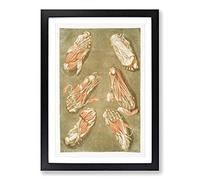 Anatomical Illustrations of The Foot by Gautier-Dagoty Framed Print | A2 Black Framed Wall Art | Ready to Hang | Modern Nature Picture | Living Room Bedroom Lounge Office