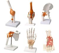 Anatomical Joint Model - Human Skeleton Hand, Elbow, Wrist, Ankle, Shoulder, Knee, Hip with Ligaments for Medical Teaching and Orthopedic Study