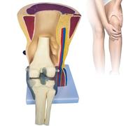 Anatomical Knee Joint with Ligaments Model, Life Size Anatomical Knee Joint Flexible Skeleton Model, for Doctors Office, Classroom Demonstration, Study, Science Education and Desktop