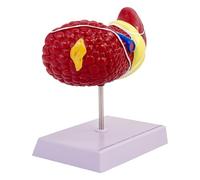 Anatomical Liver - Educational 'Organ with Visualization Dimensions, Pathology Study with Clear Structure | Medical Teaching Aid for Classroom Hospital Pro