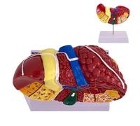 Anatomical liver model - Educational model for human liver pathology with detailed structures, gallbladder and biliary tract system | Ideal for classroom demonstrations, clinical training and