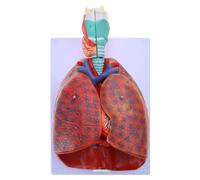 Anatomical Lung Model Shows Detail of Lung Trachea System Life Size Lung Model Heart Lung Throat Model