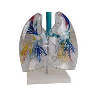 Anatomical Lungs Model Shows of Bronchial Tree Transparent Lungs Anatomy Model for Medical Teaching Clinical Training Tool