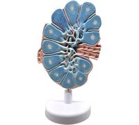 Anatomical Lymph Node Model with Anti-Slip Base, Highly Simulated Structure, Meticulous Workmanship for Science Education and Classroom Use, No Deformation Material