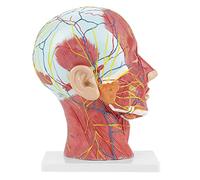 Oumefar Anatomical Medical Life-size Half Head Model Scientific Education Human Head Brain Neck Median Section Study Model with Muscular Vascular Internal Structure