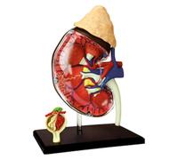 Anatomical model， 1:1 Life Size Human Body Organ Anatomical Model - Detachable Medical Teaching For Puzzle Assembling Toy