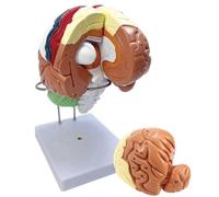 Anatomical model, 2 Times Enlargement Human Brain with Labeling Instructions