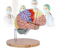 anatomical model 4-Part Model of Brain w/Labels & Display Base Color-Coded Life Size Human Anatomical for Science Classroom Study