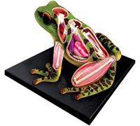 anatomical model, 4D Puzzle Vision Frog Anatomiemiemodell Assembled Animal Biology