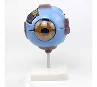 Anatomical Model 6X Enlarged Human Eye Model Human Eyeball Anatomy Model Multipart Structure Dissects to 7 Anatomically