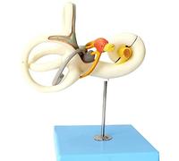 anatomical model, Anatomical Model Detachable 2 Parts, Auditory System, Indicator 18X Magnification Suitable for Medical Teaching