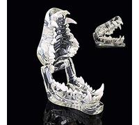 Anatomical model, Anatomical Model Dog Tooth Canine Mold Transparent Jaw Teaching Demo Animal Dentistry Medical Gift