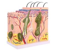 Anatomical Model Anatomical Model The Skin 50X Enlarged 3D Human Anatomical Skin Model for Biology Anatomy