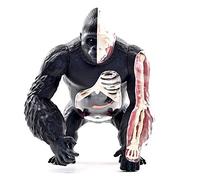 anatomical model, Anatomical Silverback Ape Organ Structure Model - Plastic Material