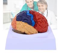 Anatomical model, Anatomy 2-Part Model of Brain Color-Coded Life Size Human Anatomical with Display Base for Science Classroom Study Teaching