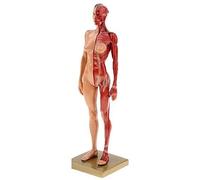 Anatomical Model,Anatomy Human Skeletal Figure Muscle 11 Inches (Male)(Female)