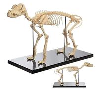 Anatomical model, Canine Skeleton Bone Model, Dogs Animal Anatomy Teaching, PVC Dog Anatomical for Human Biology Veterinary Demonstration Tool