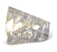 anatomical model, Clear Feline Dental Model - Animal Body Anatomy Replica Of Cat Jaw W Teeth for Veterinary Office Educational Tool Anatomicals
