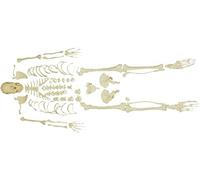 Anatomical Model Disarticulated Human Skeleton - Medical Quality Full-Size Model with Intervertebral Discs, Movable Jaw, and Jointed Teaching Aids