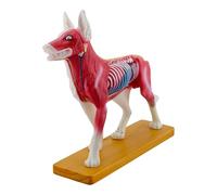 Anatomical Model Dog Canine Acupunctured Animal 72 Points Points Anatomy Canine