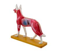 Anatomical Model Dog Canine Acupunctured Model Animal 72 Points Acupunctured Points Dog Anatomical Animal Training