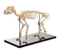 Anatomical model， Dog Skeleton Anatomical for Human Biology Veterinary Demonstration Tool Advanced PVC