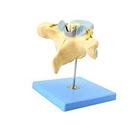 Anatomical model, Enlarged Model Of Human Cervical Vertebrae With Spinal Cord And Nerves Neuro-Orthopedics Anatomical Teaching