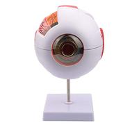 Anatomical Model Eyeball Anatomy Model Magnification 6X Removable Human Eye Eyeball Model Human Eye Model Human Anatomy