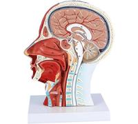 Anatomical model, Facial Muscle Structure with Nerve Specimen