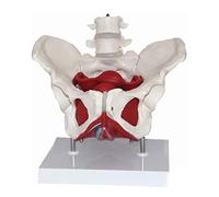 anatomical model, Female Pelvis And Perineum Model With Two Lumbar Vertebrae and Removable Organs, Pelvic Floor Muscle Anatomical for Teaching Learning, Display