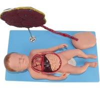 Anatomical model, Fetal Model with Visceral Structure 13 PCS Detachable for