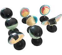 Anatomical Model Frog Embryo Development, Animal Organs Anatomical Model, Biological Sample