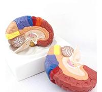 anatomical model Functional Area Model Of Cerebral Cortex, Anatomical Of Human Brain Tissue, Includes Base For Medical Teaching