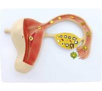 anatomical model, Human Anatomical Model Fertilized Egg Formation Process