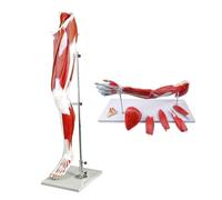 Anatomical model, Human Anatomy Model Arm Left Leg Numbered Shoulder Hand Arteries