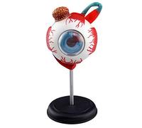 Anatomical Model Human Anatomy Model Eyeball Anatomy Model Human Eye Model Display Teaching Medical Model