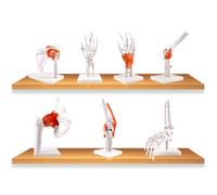 Anatomical model, Human Body 7Pcs Skeleton Anatomy Common Models Series Model