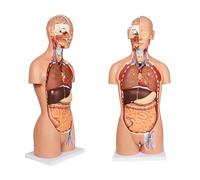 Anatomical Model Human Body - Life Size 33.4Inch Torso With 32 Removable Organs For Medical Students And High School Education