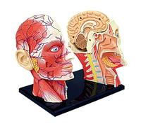 Anatomical Model, Human Body, Model Of Advanced Organs, Head, Superficial Neurovascular