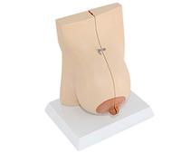Anatomical model, Human Breast Anatomical Model During Lactation, Female, PVC Material For Medical Teaching